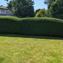 Hedge Trimming